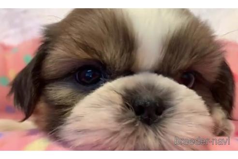 成約済の東京都のシーズー-203819の3枚目